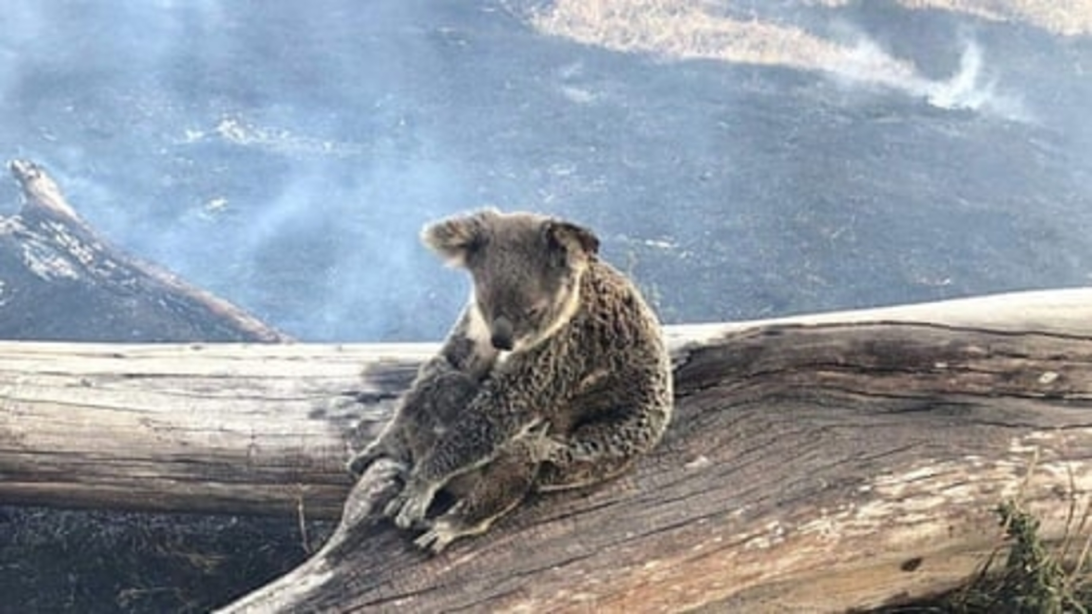Wildfires Victims Australia 2020